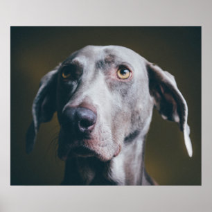 Póster Retrato de Weimaraner