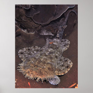 Póster Retrato de Wobbegong