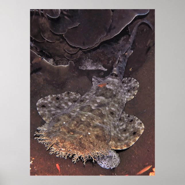 Póster Retrato de Wobbegong (Frente)