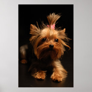 Póster Retrato de Yorkshire Terrier