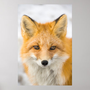 Póster Retrato de zorro rojo