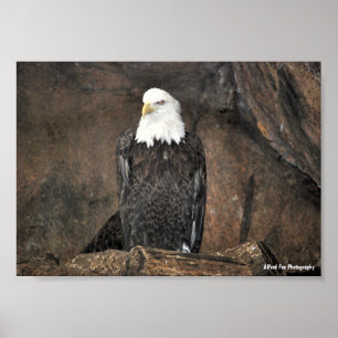 Póster Retrato del águila calva americana