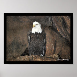 Póster Retrato del águila calva americana