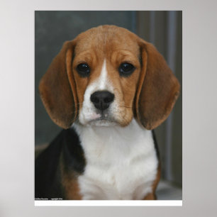 Póster Retrato del beagle