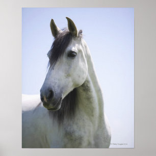 Póster retrato del caballo blanco