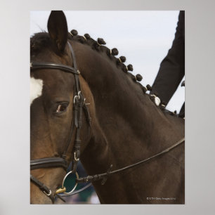 Póster retrato del caballo del dressage