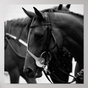 Póster Retrato del caballo en blanco y negro