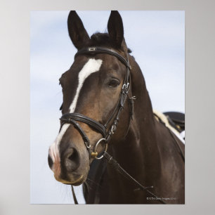 Póster retrato del caballo marrón