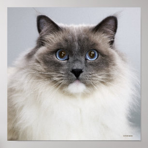 Póster Retrato del gato de Ragdoll