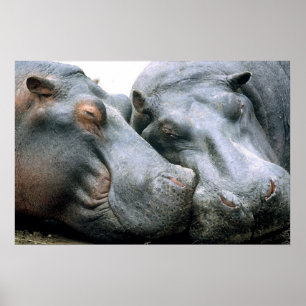 Póster Retrato del Hippopotamus del chisme