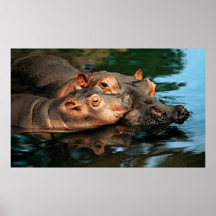 Póster Retrato del Hippopotamus del cuidado de una madre