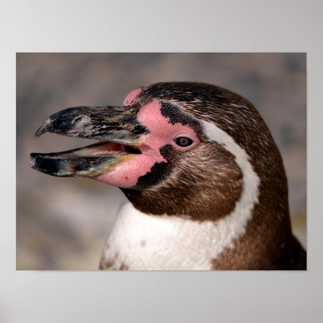 Póster Retrato del pingüino Humboldt (Frente)