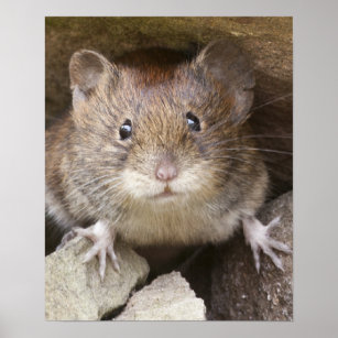 Póster Retrato del ratón