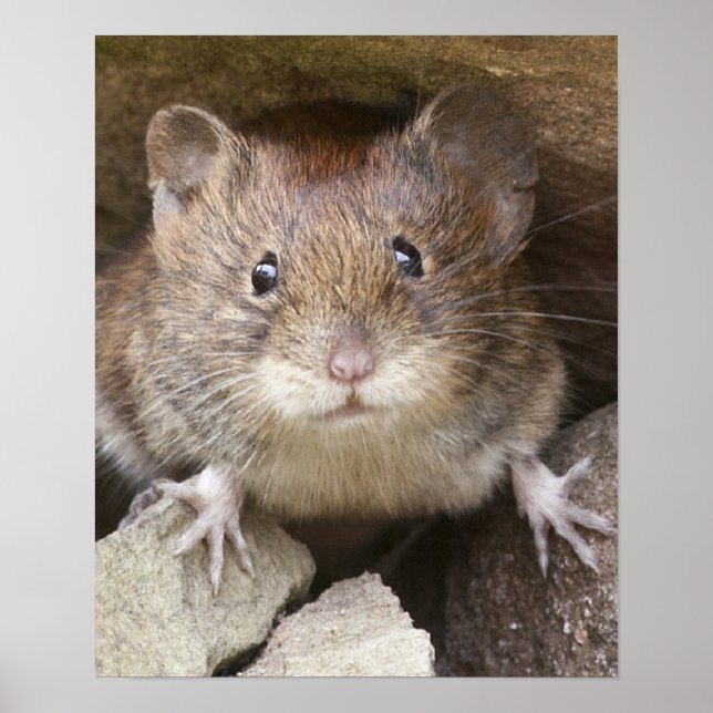 Póster Retrato del ratón (Frente)