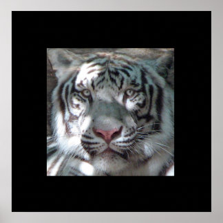 Póster Retrato del tigre blanco fronterizo