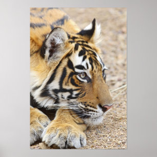 Póster Retrato del tigre de Bengala Real, Ranthambhor