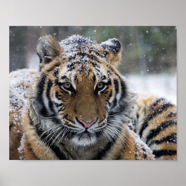 Póster Retrato del tigre de invierno (Frente)
