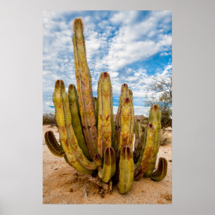Póster Retrato del viejo cactus hombre, México