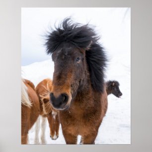 Póster Retrato Divertido de un Caballo Islandés