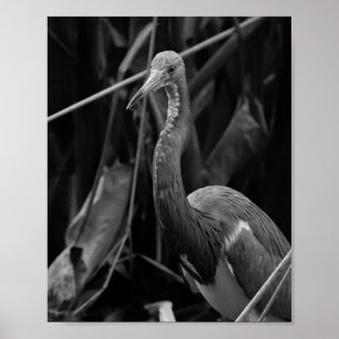 Póster Retrato elegante de garza - Fotografía de vida sal