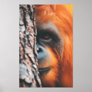 Póster Retrato en primer plano de animal salvaje orangutá