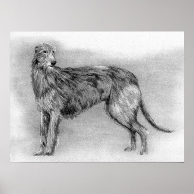 Póster Retrato escocés de perro de Deerhound (Frente)