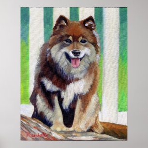 Póster Retrato finlandés del perro de Lapphund