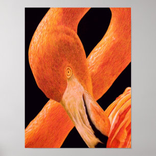 Póster Retrato Flamingo