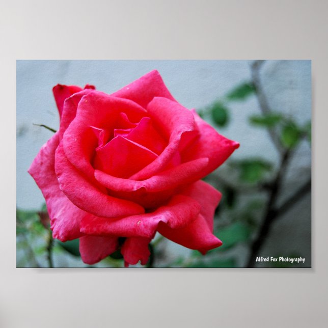 Póster retrato floral de rosa rosa (Frente)