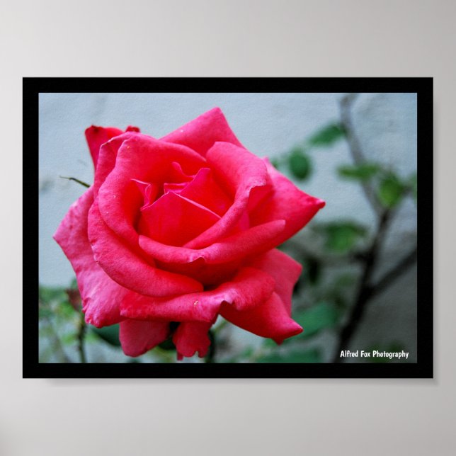 Póster retrato floral de rosa rosa (Frente)