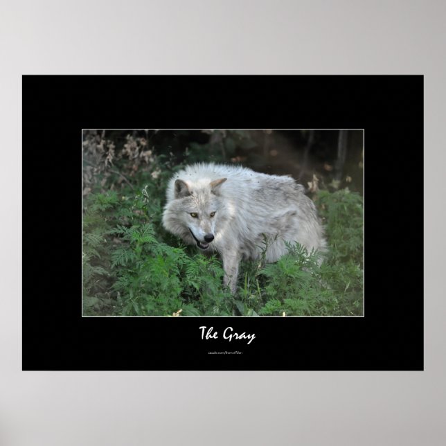 Póster Retrato fotográfico de Gray Wolf Wildlife-flife (Frente)