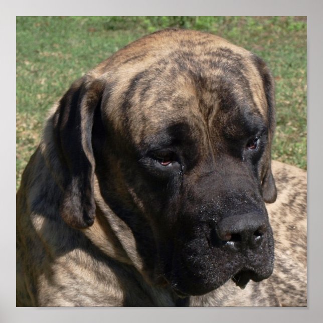 Póster Retrato inglés de cabeza de perro grande (Frente)