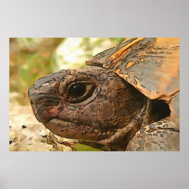 Póster Retrato lateral Cercano De Una Tortuga Turca
