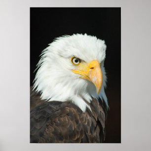 Póster Retrato majestuoso de águila baldosa