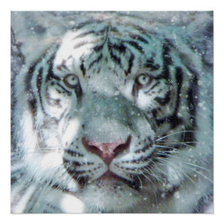 Póster Retrato majestuoso del tigre blanco de nieve