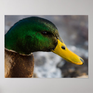 Póster Retrato masculino mallard