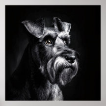 Retrato monocromo de Schnauzer