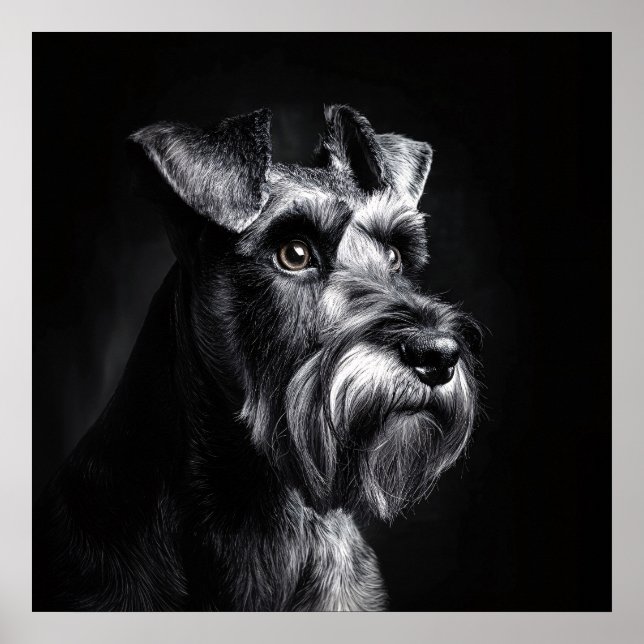 Póster Retrato monocromo de Schnauzer (Frente)