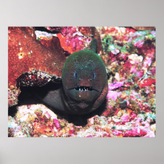 Póster Retrato Moray