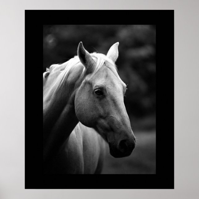 Póster Retrato negro de caballo blanco (Frente)
