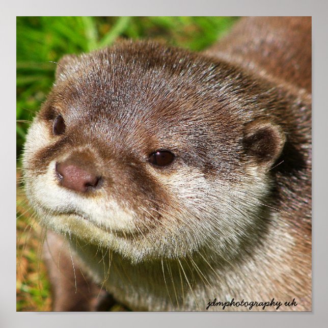 Póster Retrato Otter (Frente)