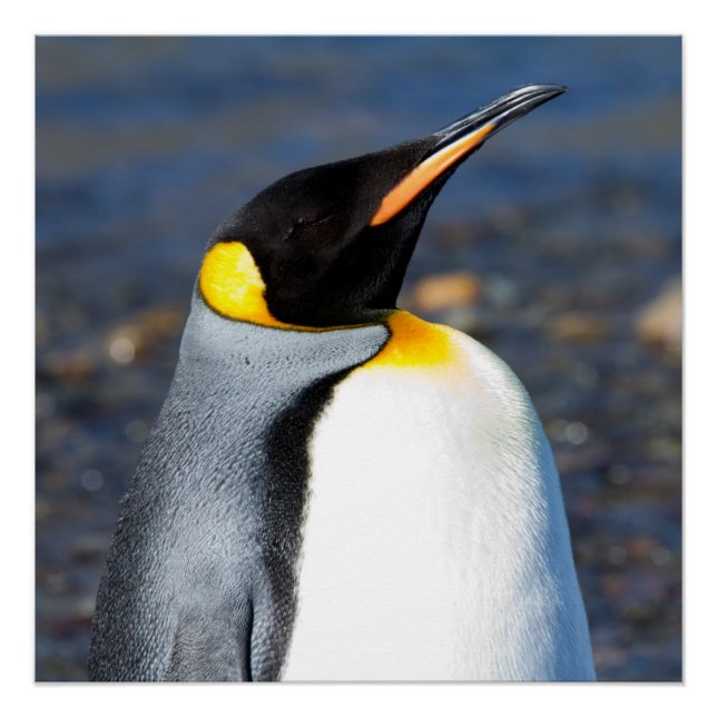 Póster Retrato pingüino (Anverso)