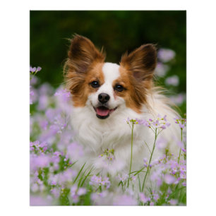 Póster Retrato romántico lindo del perro de Papillon,