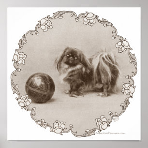 Póster Retrato Sepia de Pekinés