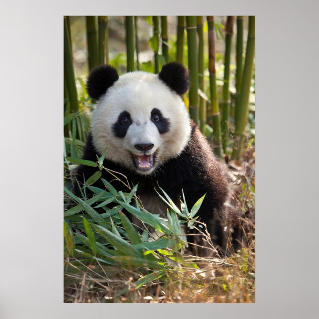 Póster Retrato sonriente de Panda (Frente)