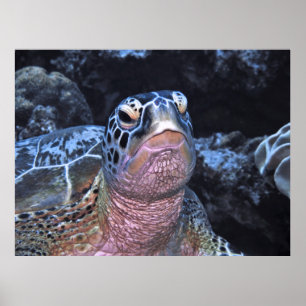 Póster Retrato verde de tortuga II