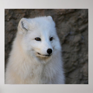 Póster Retratos árticos