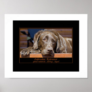 Póster Retriever de Labrador