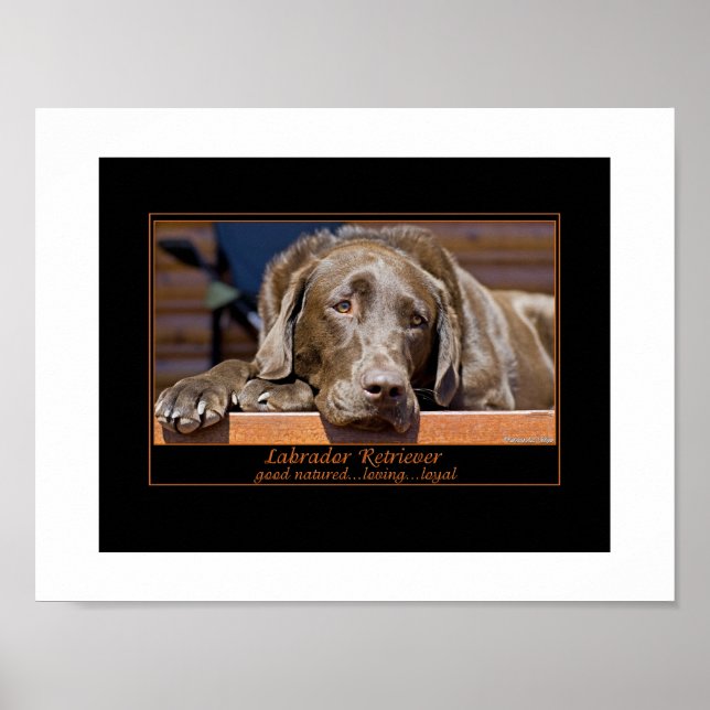 Póster Retriever de Labrador (Frente)