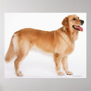 Póster Retriever Dorado